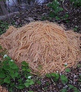 500 pounds of enormous mounds of cooked spaghetti, ziti and elbow macaroni, were discovered abandoned adjacent to New Jersey, raising an unknown.