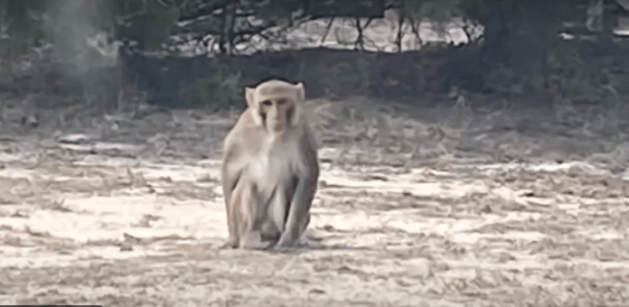 A pet monkey that had escaped its captivity met a tragic end after it attacked a woman outside her home in Oklahoma.