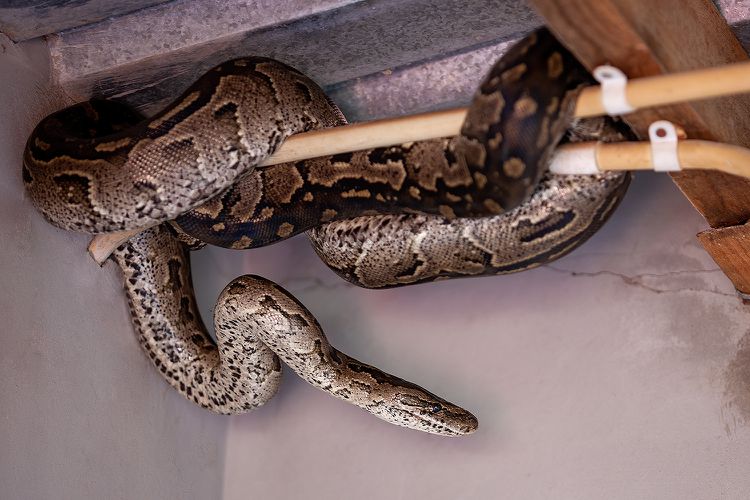 ‘Shockingly Big’ Snakes Discovered in the Walls of a New Home by a Colorado Woman “I’m terrified to death,”
